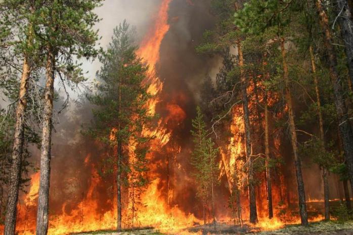У Сибіру лісові пожежі захопили 119 тис. га лісу