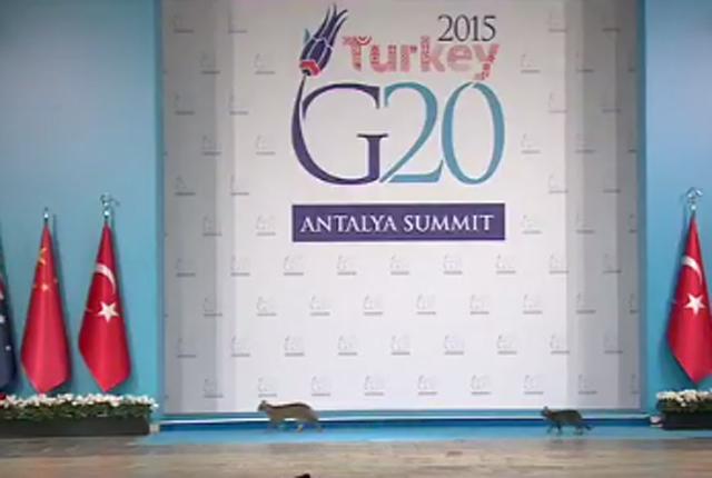 Кошки стали звездами саммита G20 (ВИДЕО)