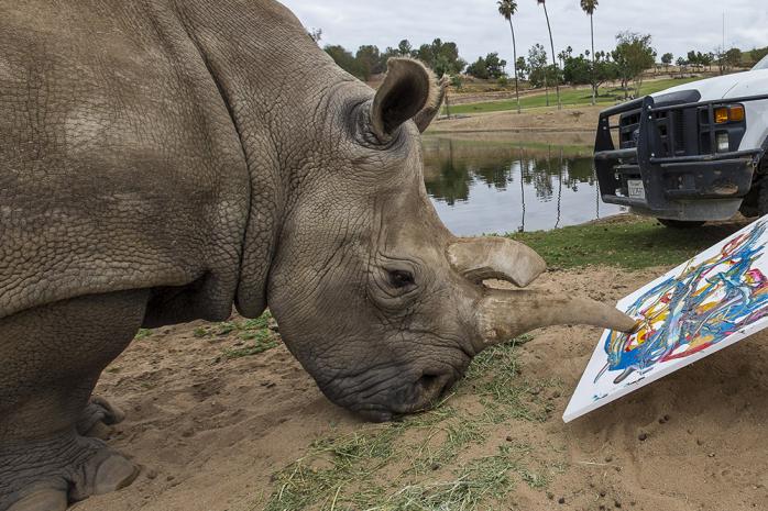 Один из четырех последних белых носорогов в мире умер в США