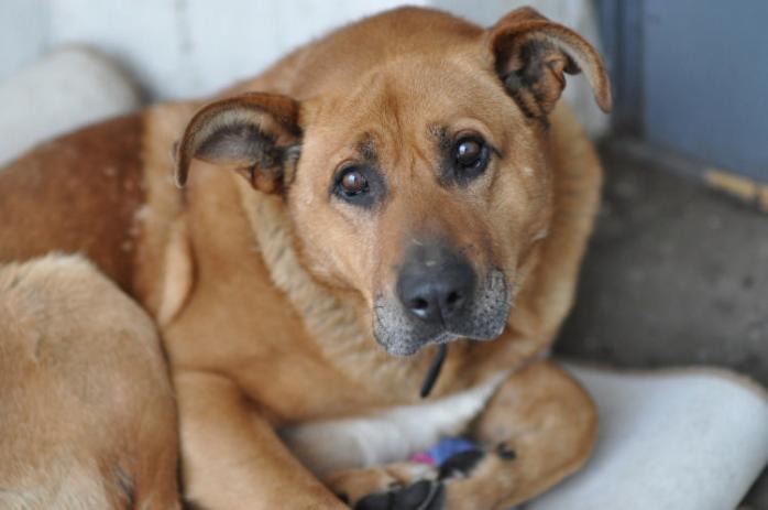 В Полтаве бездомный пес спас от смерти девушку, которую сбили в ДТП