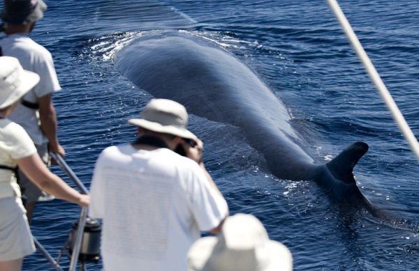 Японський пасажирський паром зіткнувся з китом, є постраждалі