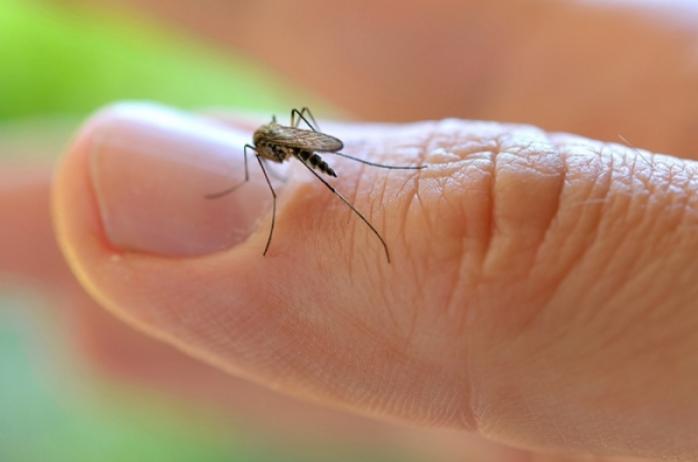 Вчені запропонували знищувати комарів через вірус Зіка