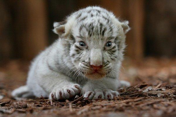В Крыму решили наладить продажу тигров и львов в Китай