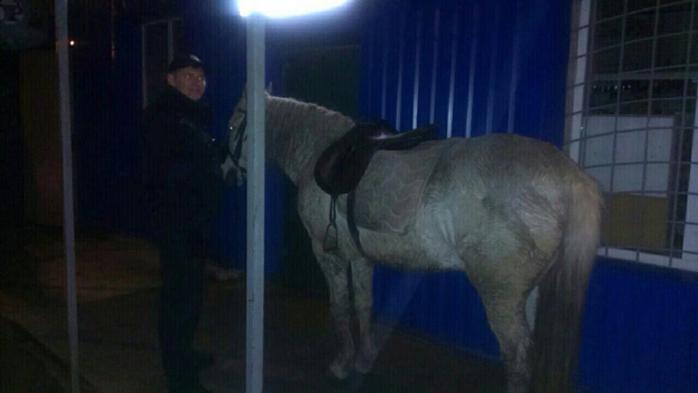 У Харкові затримали чоловіка за керування конем у нетверезому стані (ФОТО)