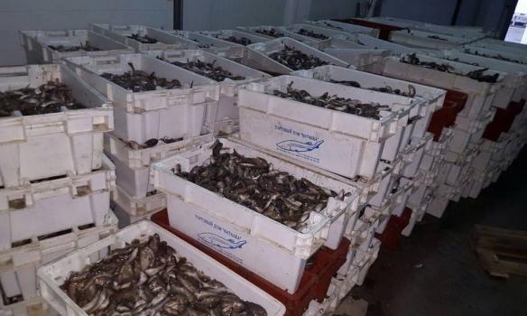 СБУ викрила браконьєрів, які виловили риби в Азовському морі на 14 млн грн (ФОТО)