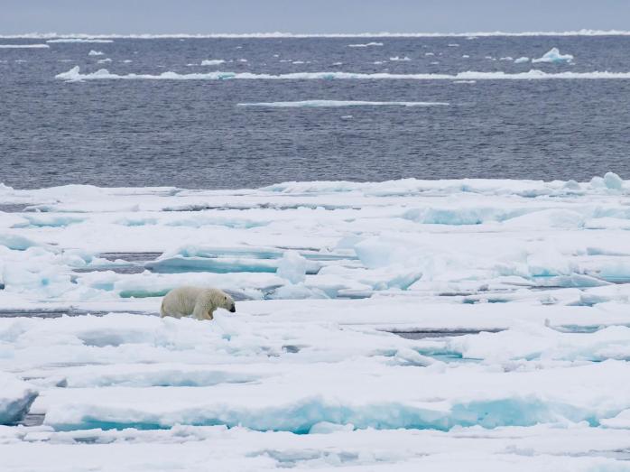 Впервые за 100 тысяч лет Арктика может потерять ледяной покров