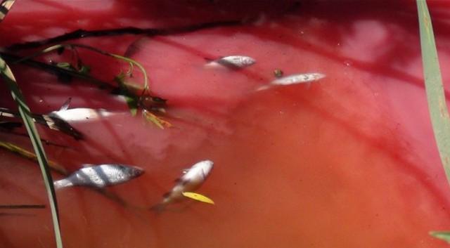 У почервонілій воді річки Стугна знайшли аміак, сірководень і пестициди (ФОТО, ВІДЕО)