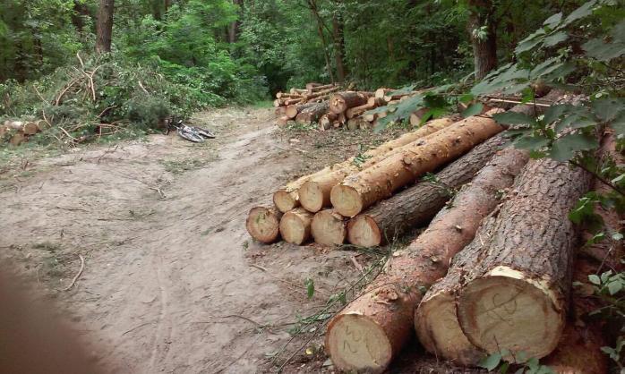 Вирубка лісу в Бучі завдала державі 42 млн грн збитків
