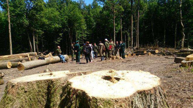 Підприємець, котрий вирубав понад 200 дубів на 1 млн грн, піде під суд