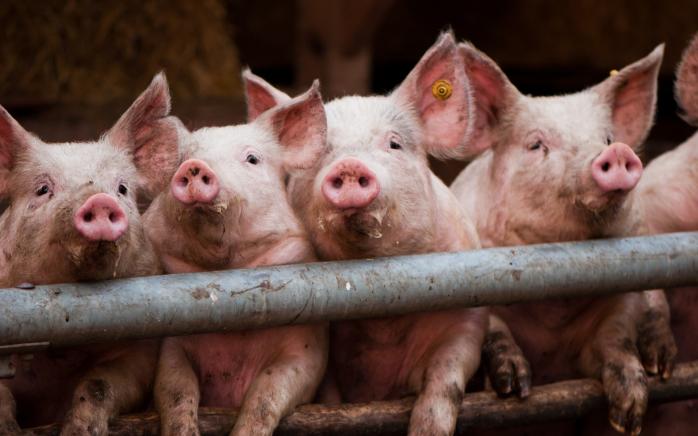 В Україні зареєстровані спалахи африканської чуми свиней