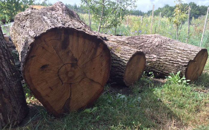 На Хмельниччині викрили вирубку більше 400 дерев на 2,7 млн грн (ФОТО)