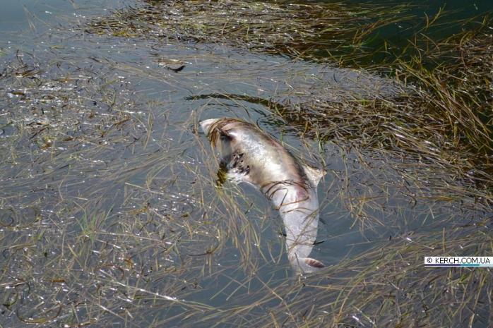 На побережье Крыма нашли больше 50 трупов дельфинов с отрубленными плавниками