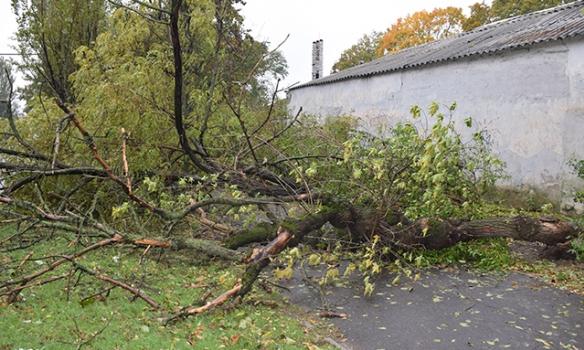 Непогода в Николаеве: ветер вывернул 50 деревьев и повредил электролинии (ФОТО)