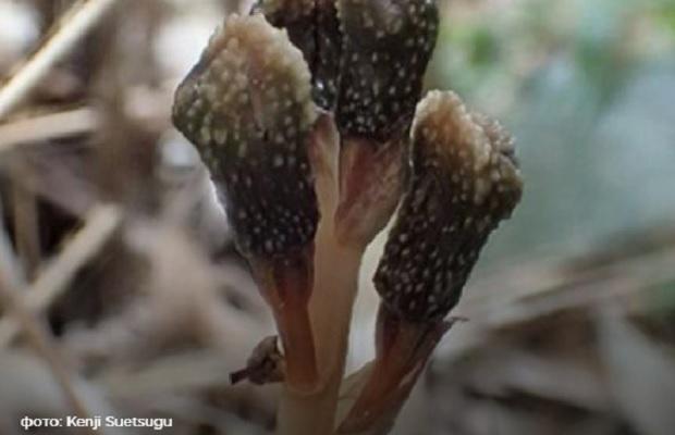 В Японии обнаружили растение, которое не использует фотосинтез (ФОТО)