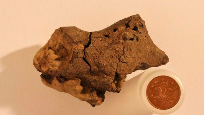 Палеонтологи вперше виявили скам’янілий мозок динозавра (ВІДЕО)