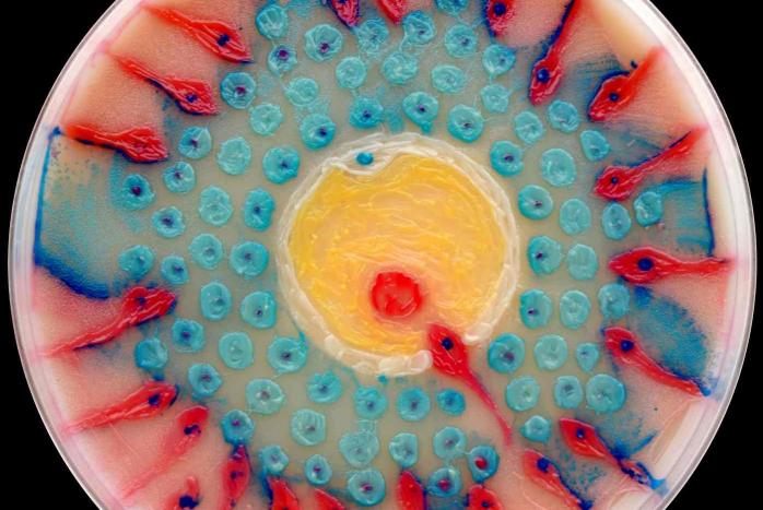 В США объявили победителей конкурса картин, созданных из бактерий (ФОТО)