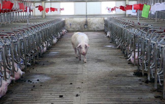 Стало известно, сколько Украина потеряла из-за африканской чумы свиней