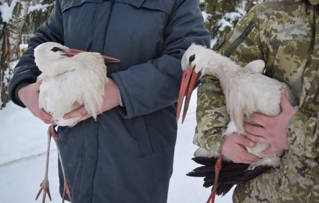 В Черкасской области пограничники спасли двух аистов из снежного плена (ФОТО)