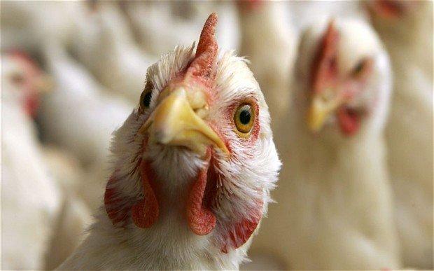 ЕС запретил экспорт мяса птицы из Украины из-за гриппа