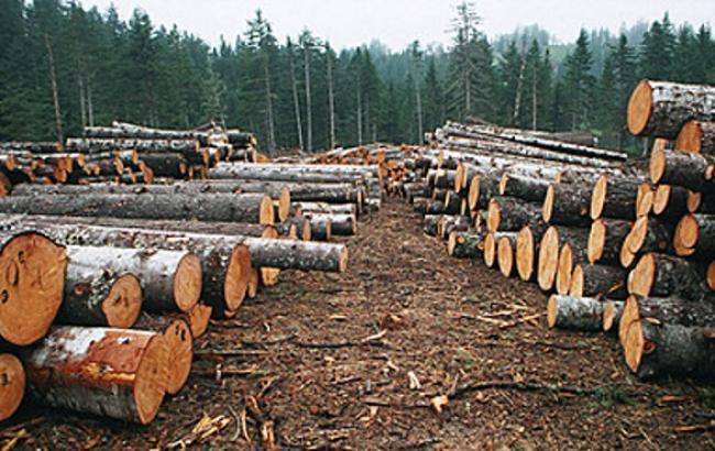 На Житомирщині заарештовано депутата селищної ради, який організував незаконну вирубку лісів
