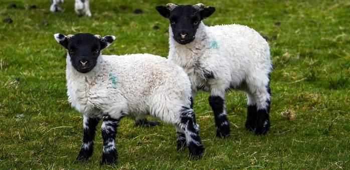 Генетики выяснили причину неудач с клонированием животных