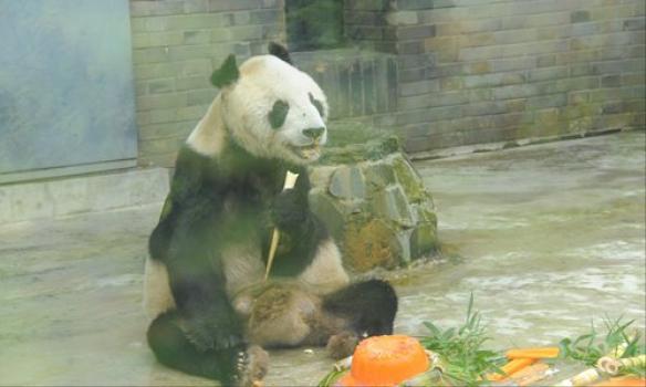 У віці 31-го року помер найстаріший у світі самець панди