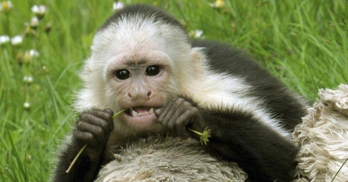 В Сумах через ProZorro пытались купить обезьяну-капуцина
