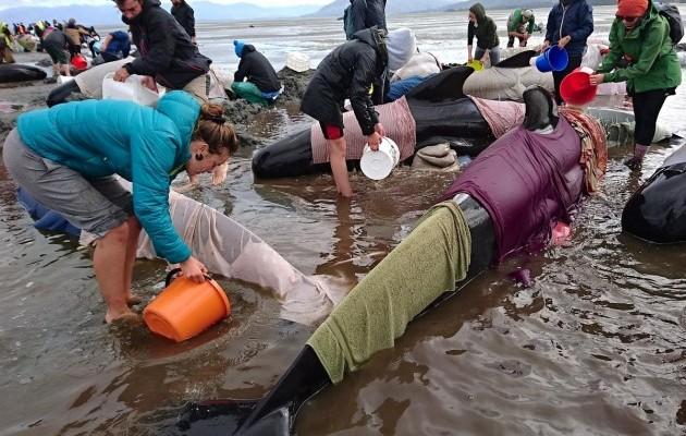 Массовое самоубийство: в Новой Зеландии на берег выбросились 400 китов (ФОТО)