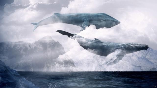 В Польше зафиксировали первые случаи смертельной игры «Синий кит»