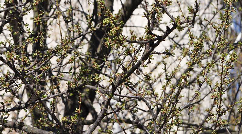 Фото: в теплых районах Закарпатья уже цветут абрикосы