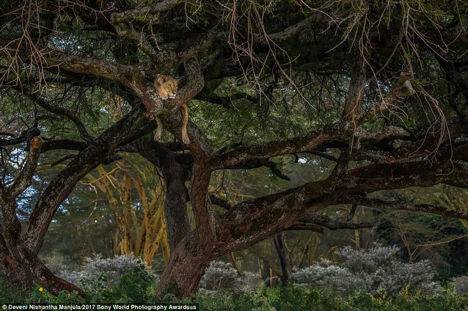 12. Лев на отдыхе вблизи озера в национальном парке в Кении