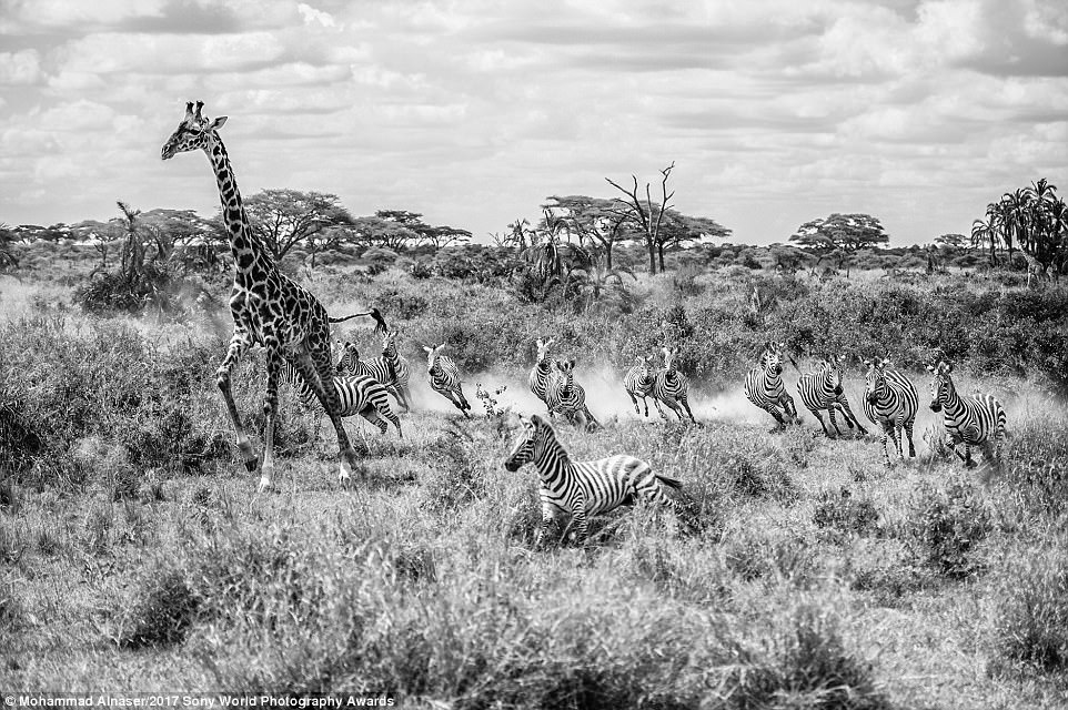7. Зебры и жирафы, снимок фотографа из Саудовской Аравии