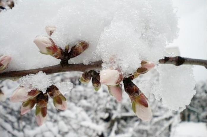 Из-за заморозков украинцы могут потерять до 30% урожая плодовых — Укргидрометцентр