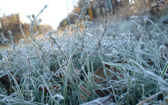 Заморозки знищили частину посівів у Центральній Україні