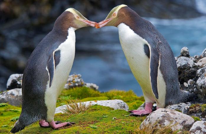 Редкие пингвины в течение 25 лет могут исчезнуть из-за глобального потепления