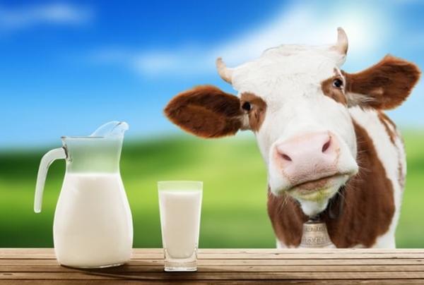 У Мінагрополітики хочуть заборонити приймати на переробку домашнє молоко