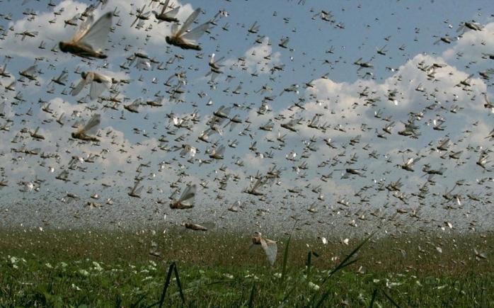 Восстание насекомых: в Греции объявлено чрезвычайное положение из-за нашествия саранчи (ФОТО)