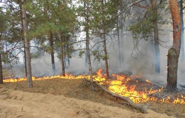 Лесной пожар на Херсонщине удалось локализовать (ФОТО)