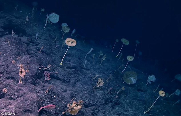 Фото: колонія морських губок / Джерело: NOAA