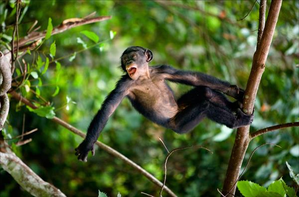 В лесах Амазонки открыли 400 новых видов животных и растений, большинству угрожает вымирание
