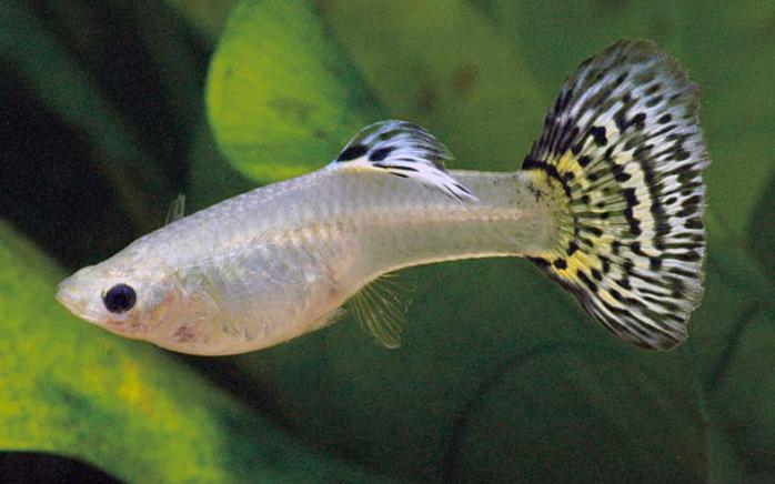 Ученые доказали, что аквариумные рыбки имеют характер