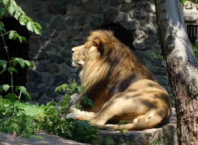 Мечтательные львы, счастливый бегемот: Киевский зоопарк показал, как животные радуются бабьему лету (ВИДЕО)