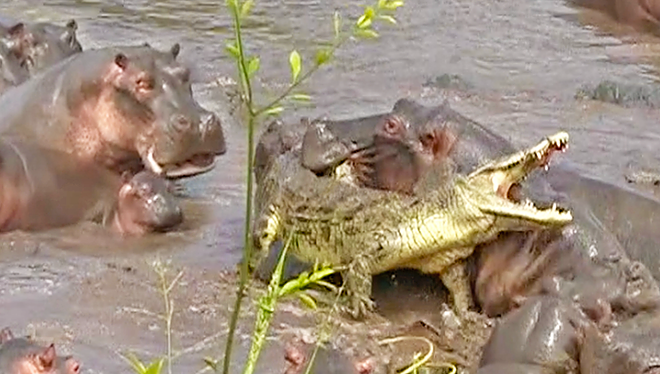 В Танзании более 30 бегемотов напали на крокодила (ВИДЕО)