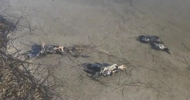 Масовий мор водоплавних птахів на Херсонщині. Фото: скрін із відео ТСН
